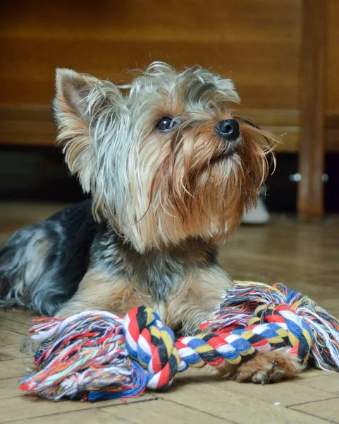 Yorkshire Terrier Jake bir kemik ile oynarken tatil ev.