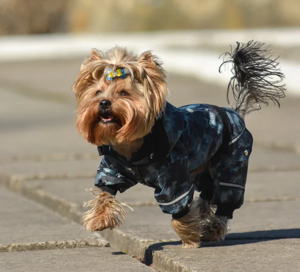 Yorkshire terrier Jake yeni elbise yürüyüşe.