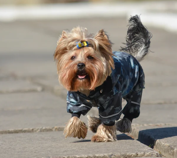 Yorkshire terrier Jake yeni elbise yürüyüşe.
