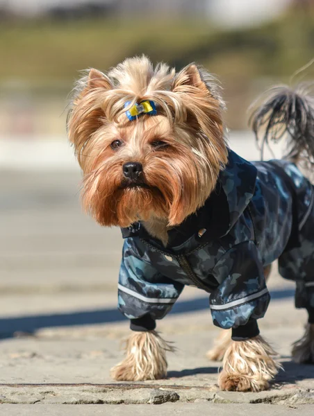 Yorkshire terrier Jake yeni elbise yürüyüşe.