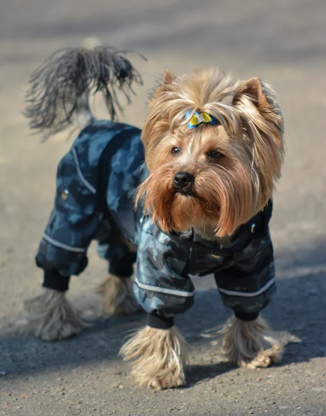 Yorkshire terrier Jake yeni elbise yürüyüşe.