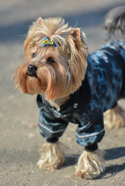 Yorkshire terrier Jake yeni elbise yürüyüşe.
