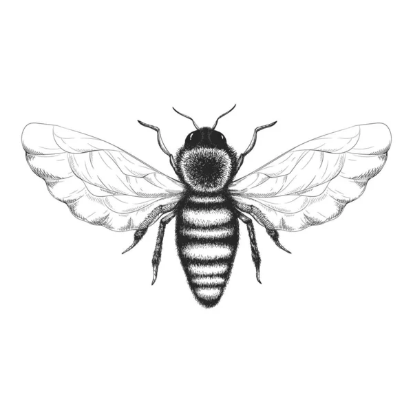 Векторна Старовинна Ілюстрація Намальованою Рукою Чорно Білою Медовою Бджолою Ізольована — стоковий вектор
