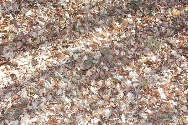 Ξηρά φύλλα — Φωτογραφία Αρχείου