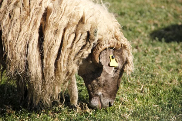 Çim yeme alanı koyun