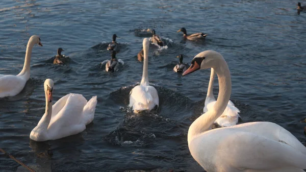 Romantik kuğular Como Gölü 'nde huzur içinde yüzüyor.
