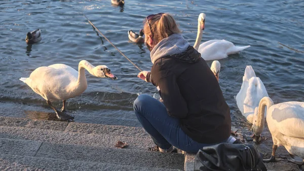 Como Gölü 'nde beyaz bir kuğuyu besleyen kız.