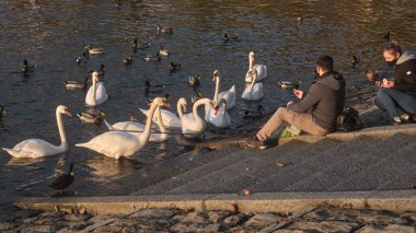 LECCO-ITALY - 31 Ekim 2020: Como Gölü yakınlarında kuğu ve dükleri besleyen mutlu insanlar