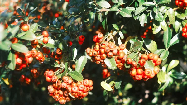 Rostliny byly natočeny na podzim. Ruscus aculeatus Pungitopo — Stock fotografie