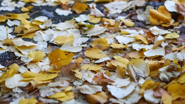 Barevné žluté listí v parku — Stock fotografie