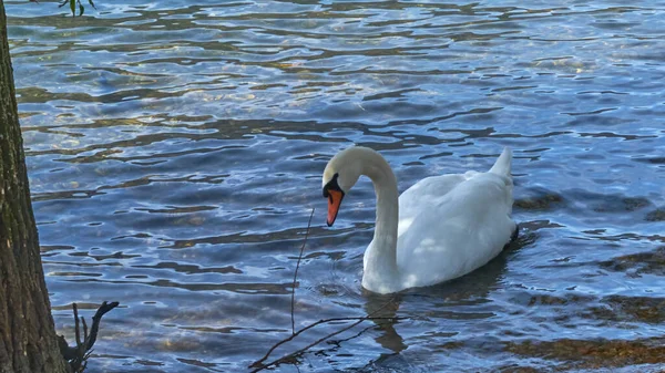 Cygne muet près de la place Rivabella nageant paisiblement — Photo