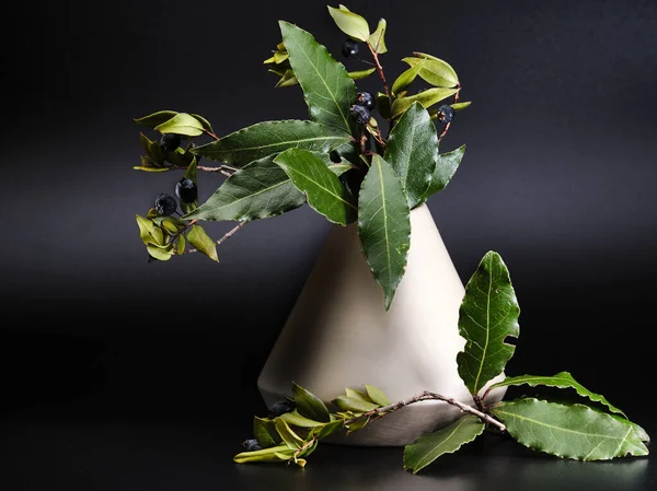 Siyah arka planda mersin ağacı olan modern ot beyazı.