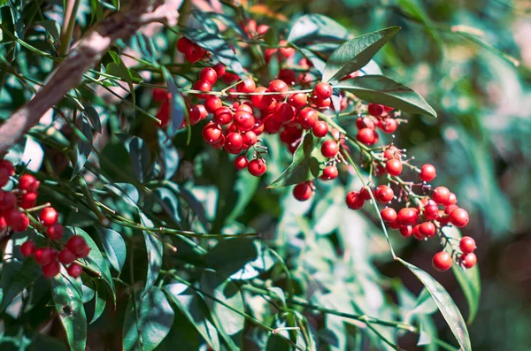 Остролистый куст Ilex cornuta с красными ягодами. Закрытие — стоковое фото