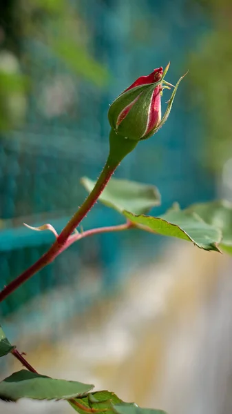 Bahçedeki gül çiçeğinin yakın çekimi: Seçici odak.