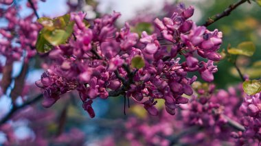 Cercis silikastrum veya Judas ağacı 