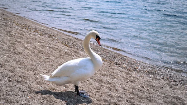 Elegante cisne blanco cerca del lago. Cygnus olor. — Foto de Stock