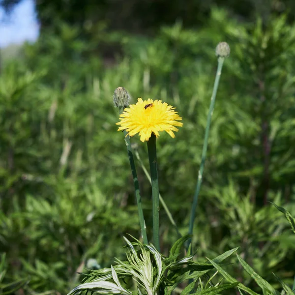 Sarı karahindiba üzerinde bal arısı.