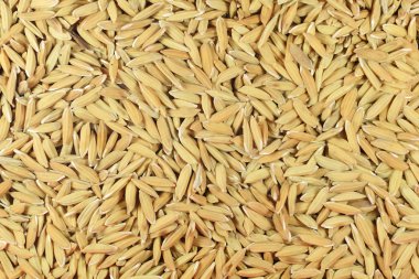 Arka plan (illüstrasyon kahverengi çeltik tohumu pirinç)