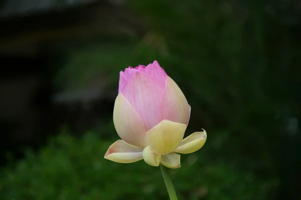 Fleur de nénuphar rose ou fleur de lotus rose sur fond sombre — Photo