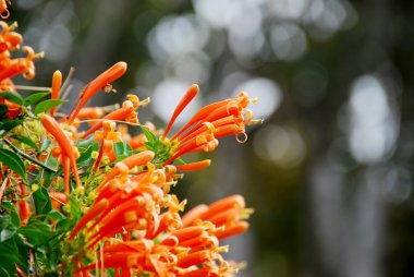 Orange trumpet, Flame flower, Fire-cracker vinet flowers with bo clipart