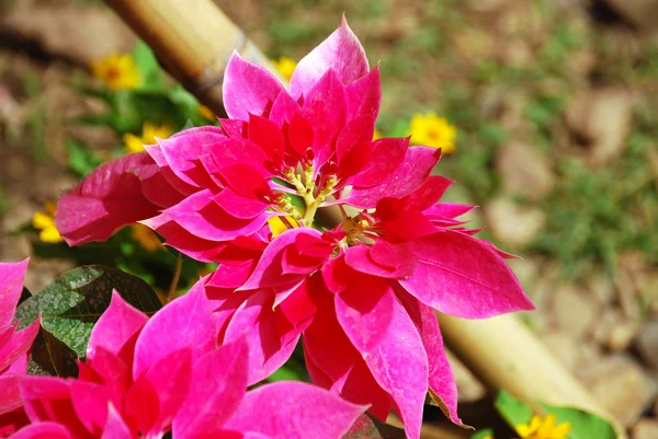 Beautiful red christmas flower or poinsettia used as traditional Christmas decorations — Stock Photo, Image