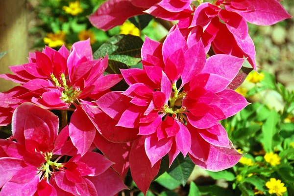 Hermosa flor roja de Navidad o poinsettia utilizado como decoraciones tradicionales de Navidad — Foto de Stock