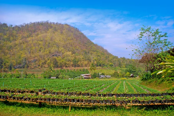 Piękne truskawki gospodarstwo w Chiangmai, Tajlandia Północna. — Zdjęcie stockowe