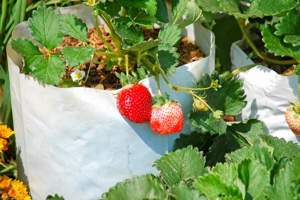 Fresh strawberry with green leaves in farm at Chiangmai, Thailand — Stock Photo, Image