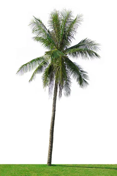 Palmera de coco aislada sobre fondo blanco — Foto de Stock