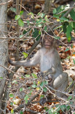 Chonburi, Tayland, Thailand, tropik bir ormanda sevimli bir uzun kuyruklu makak maymun.