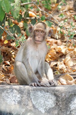 Chonburi, Tayland, Thailand, tropik bir ormanda sevimli bir uzun kuyruklu makak maymun.