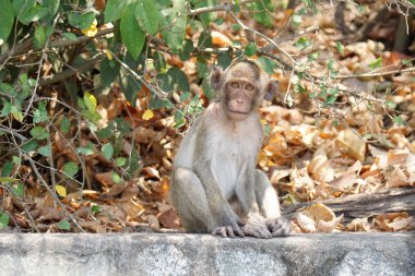 Chonburi, Tayland, Thailand, tropik bir ormanda sevimli bir uzun kuyruklu makak maymun.