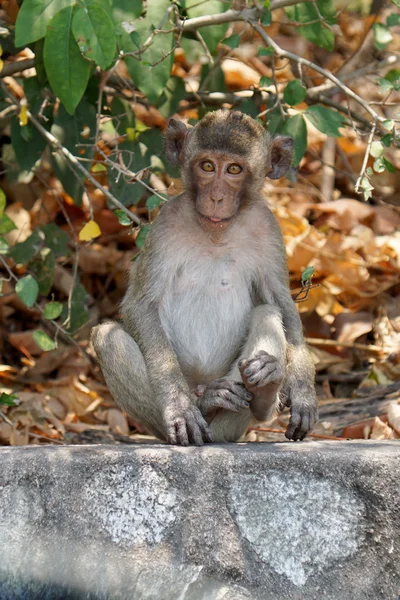 Un mono macaco de cola larga lindo en un bosque tropical en Chonburi, Tailandia . Imágenes De Stock Sin Royalties Gratis