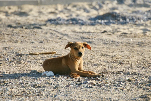Dog on the Beach — Stock Photo, Image