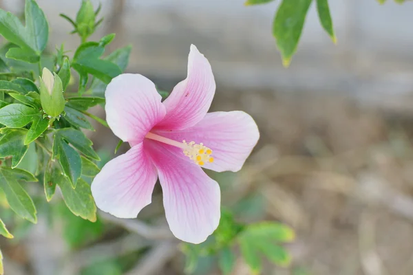 Kwiat hibiskusa — Zdjęcie stockowe