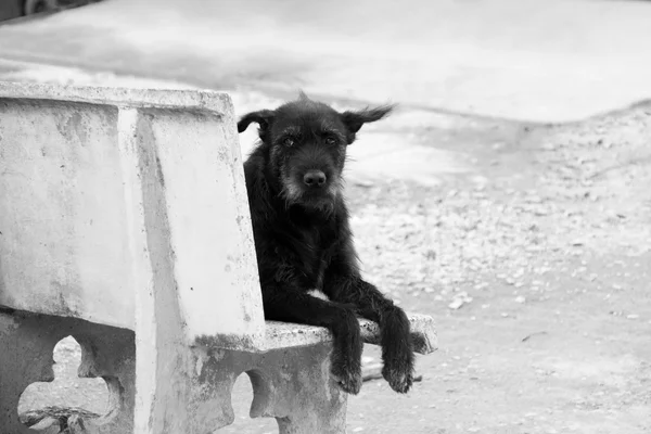 Lonely Black Dog (Look Left Side) — Stock Photo, Image