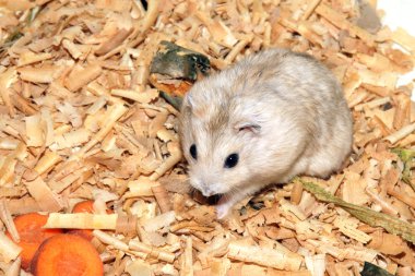 Talaş ahşap evde şirin hamster