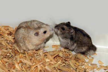 Talaş ahşap evde şirin hamster