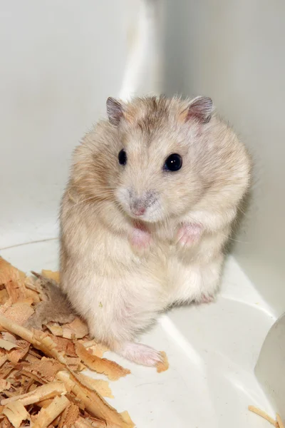 Hamster bonito em serragem casa de madeira — Fotografia de Stock