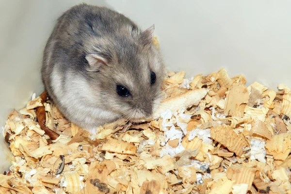 Söt hamster i sågspån trähus — Stockfoto