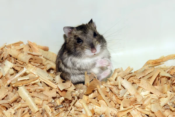 Cute hamster in sawdust wooden house — Stock Photo, Image
