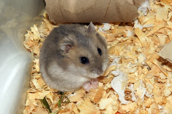 Cute hamster in sawdust wooden house — Stock Photo, Image