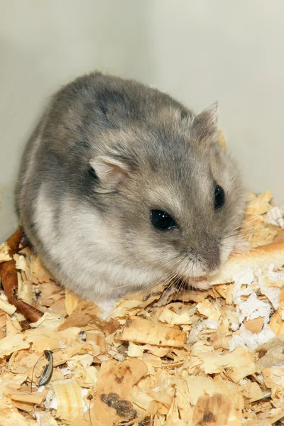 Hamster bonito em serragem casa de madeira — Fotografia de Stock