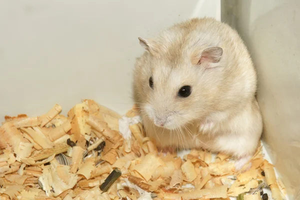 Hamster bonito em serragem casa de madeira — Fotografia de Stock