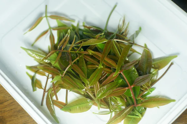 Folhas verdes frescas de oliveira e folhas de alface no prato branco — Fotografia de Stock