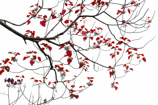 Grup beyaz zemin üzerine kırmızı ağaçlarının