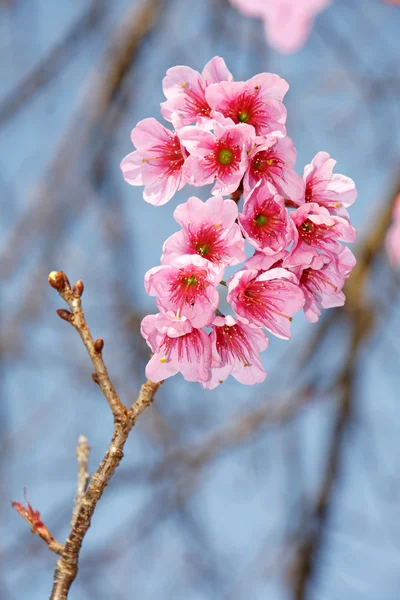 Fleur de cerisier ou Sakura avec ciel bleu, Chiang mai Thaila — Photo