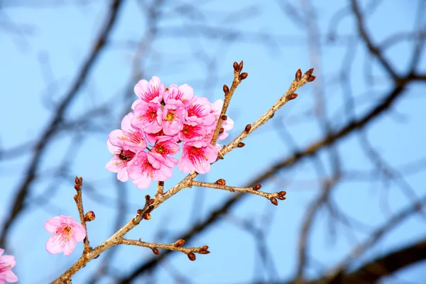Cherry blossom or Sakura flower with blue sky and bee, Chiangmai Thailand — Stock Photo, Image