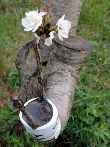 Successful graft in the branch of a cherry tree — Stock Photo, Image