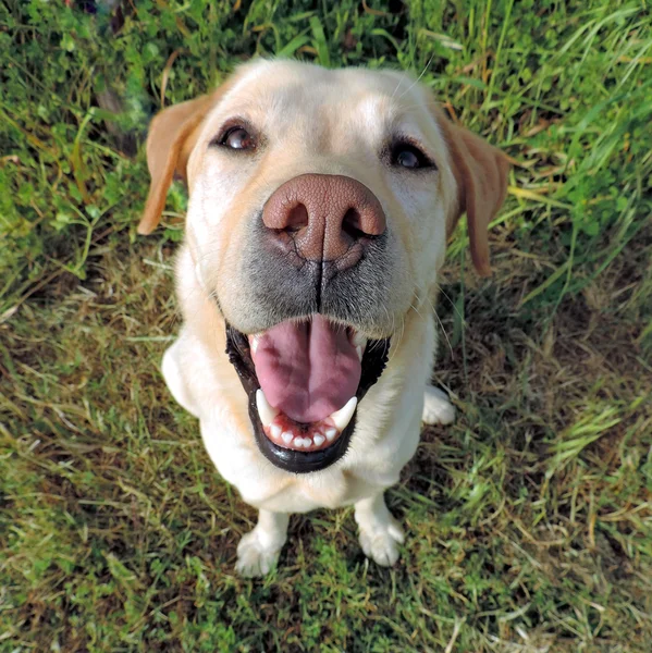 Bir üst görünümden gülümseyen golden labrador geri almak — Stok fotoğraf